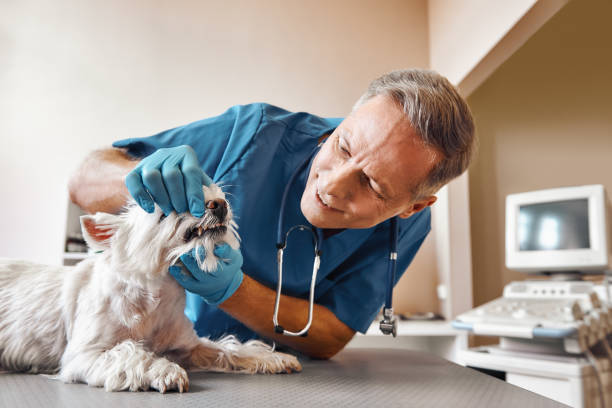 Best Emergency Care for Gum Disease in East Kapolei, HI